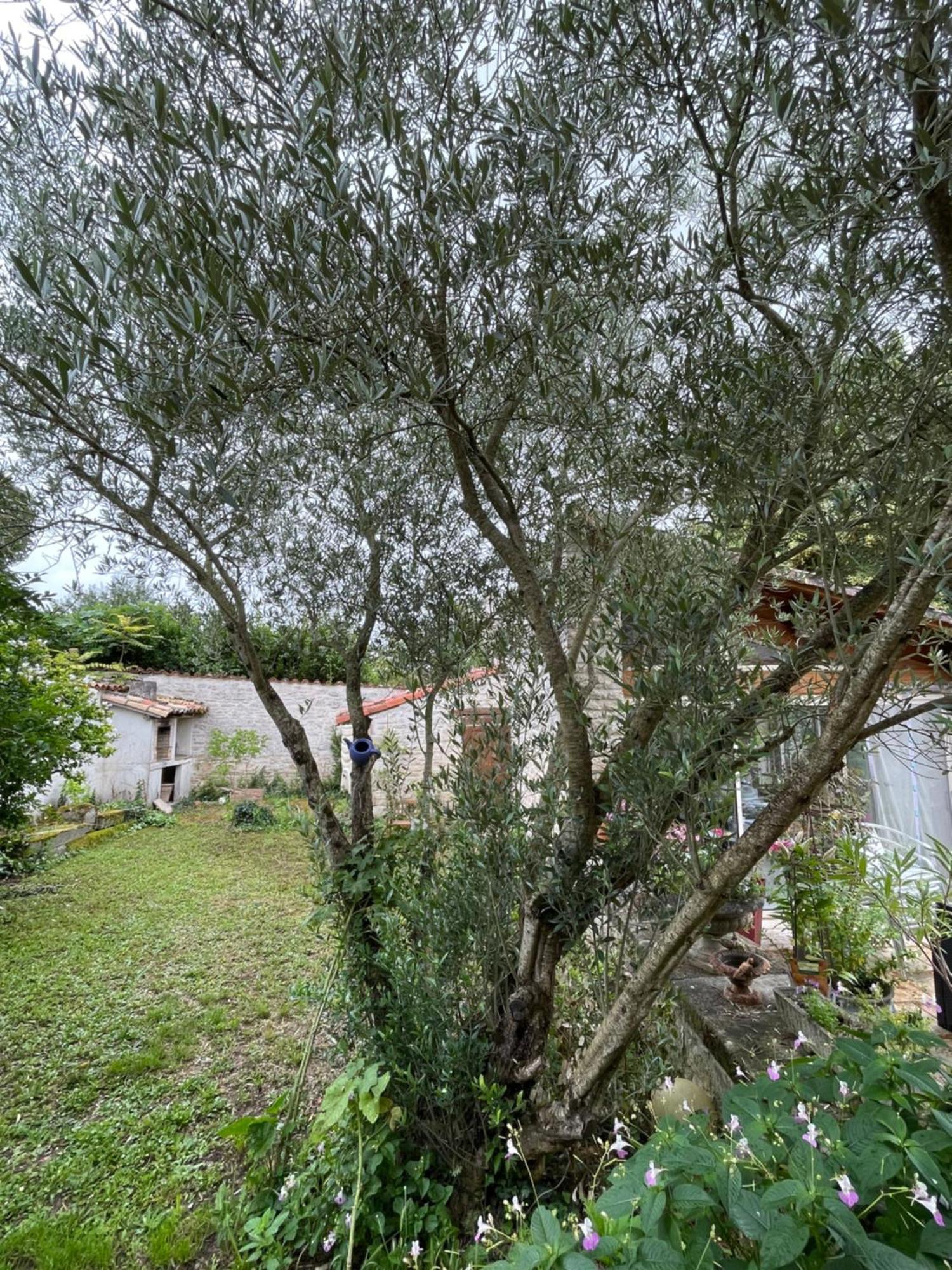 Sous L Olivier Apartamento Tusson Exterior foto